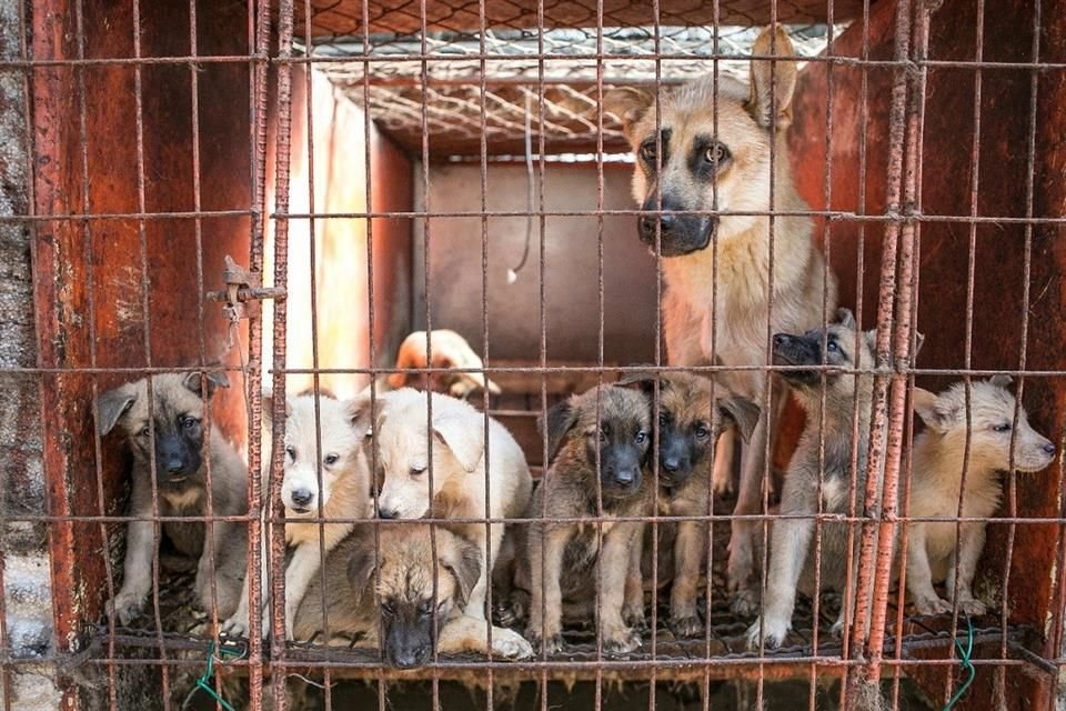 China prohibió criar perros destinados al consumo humano, pues dejaron de ser considerados ganado, anunció el Gobierno de Xi Jinping.