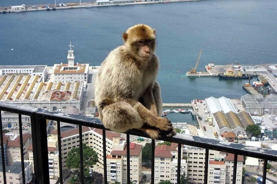 Para proteger a sus macacos del Covid-19, Gibraltar plantea que tocarlos sea delito y multas de hasta 4 mil libras.