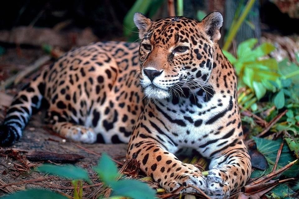 El jaguar, especie en peligro de extincin, habita en la Reserva de la Biosfera Calakmul, una de las 182 ANP que administra la Conanp.