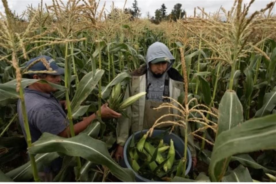 En Canadá, el 50 por ciento de los trabajadores agrícolas son mexicanos.