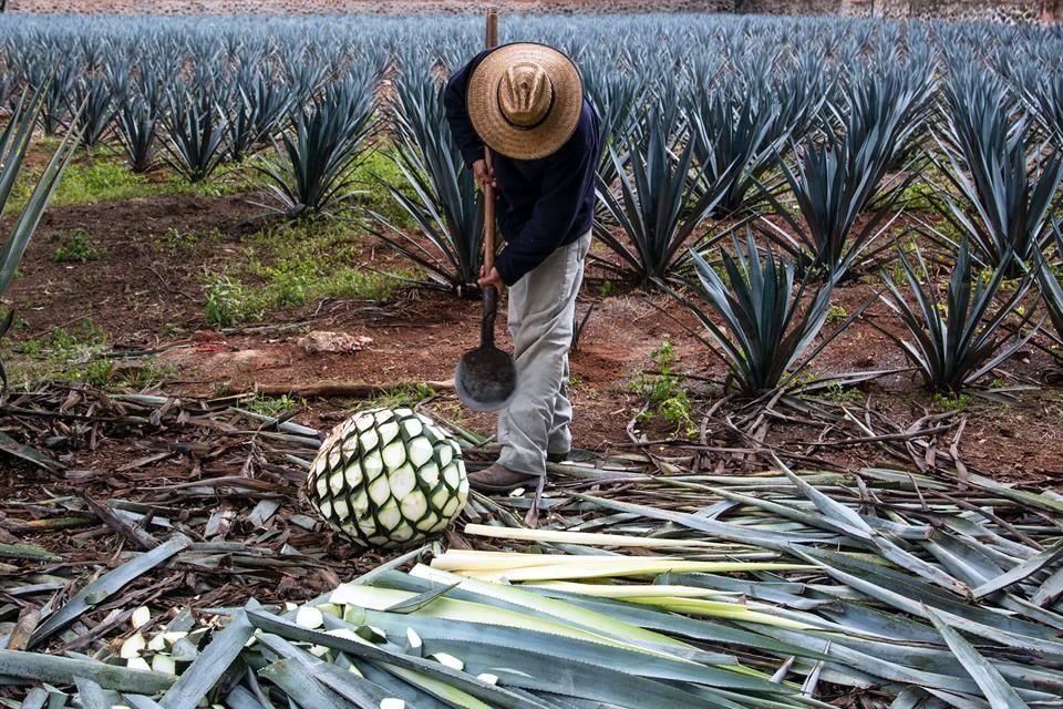 Las ventas de México al exterior de tequila y mezcal crecieron 24.33% en 2020.