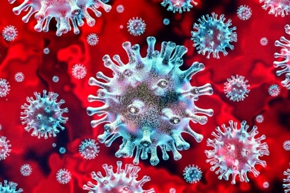 Las células T son un tipo de células blancas especializadas en el reconocimiento de células infectadas por virus, y son parte esencial del sistema inmune.