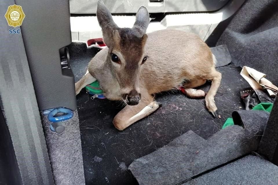 El pequeño ciervo presentó una lesión en la pata trasera derecha a la que se le dio la atención, limpiaron la herida, colocaron un vendaje y le suministraron medicamentos.