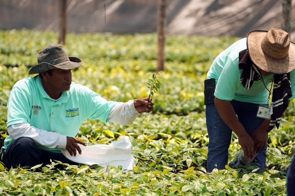 En 10 meses, detalla en el segundo informe de Gobierno, los beneficiarios pasaron de 228 mil 764 a 418 mil 571, siendo Chiapas el más favorecido, con 81 mil personas registradas, seguido por Veracruz con 67 mil, Tabasco con 56 mil y Oaxaca con 29 mil.