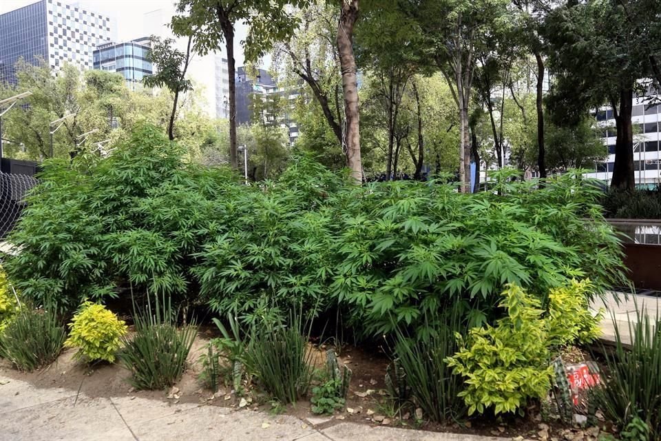 Plantas de cannabis sembradas por activistas a principios de ao en el Senado.