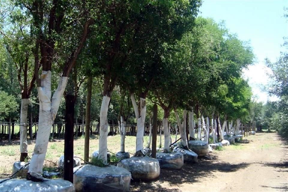 De acuerdo con ONU Hábitat, los árboles pueden ser una solución para aminorar los efectos de las tormentas y huracanes.