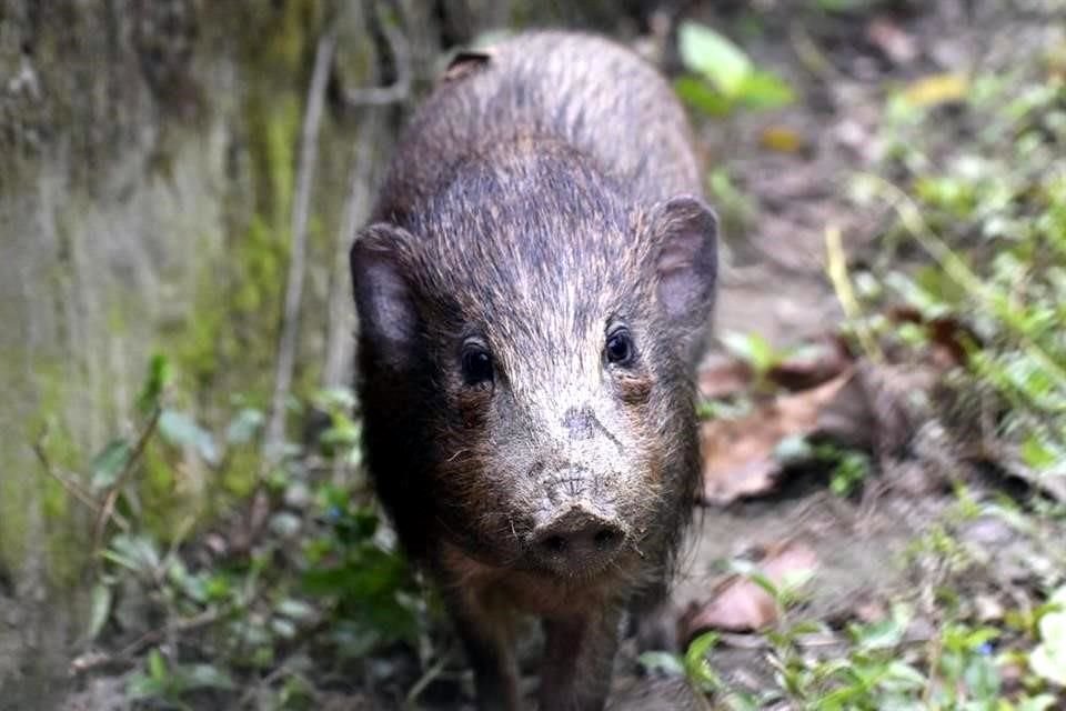 Los cerdos salvajes más pequeños del mundo están en cuarentena, pero no por el Covid-19, sino por la peste porcina africana.