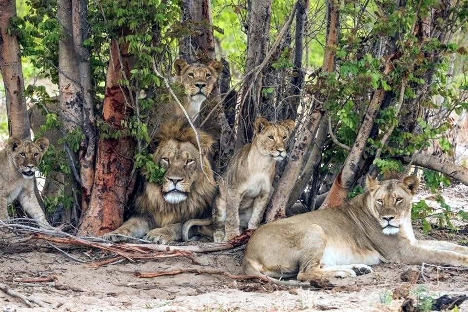 Cinco países de África luchan contra la caza furtiva en un área transfronteriza donde se mueven de forma libre los leones.