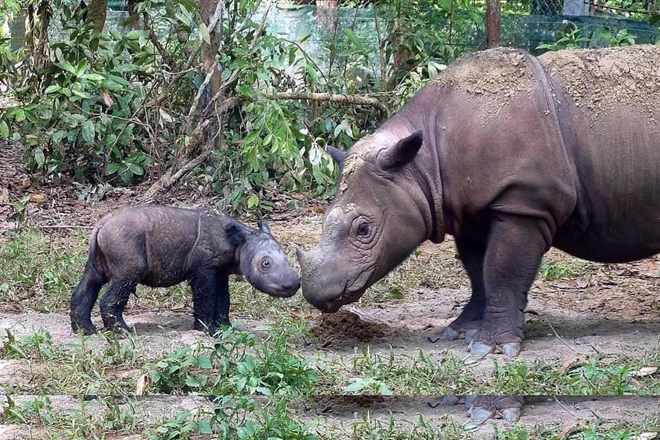 El rinoceronte de Sumatra está en peligro crítico de extinción.