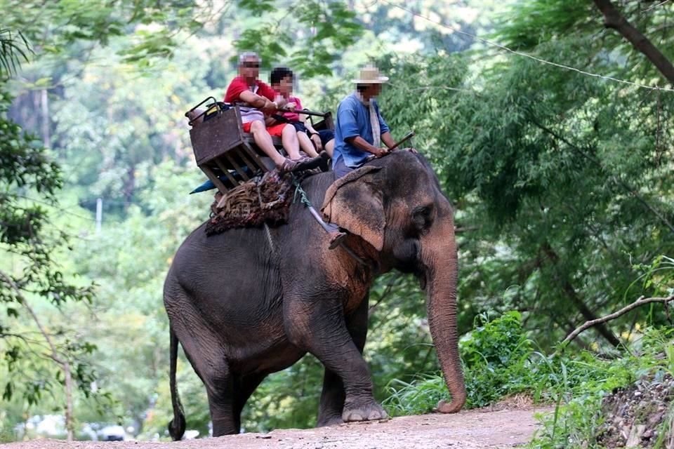 El 63 por ciento de los elefantes en cautiverio de Asia viven en condiciones inapropiadas, advierte Protección Animal Mundial.