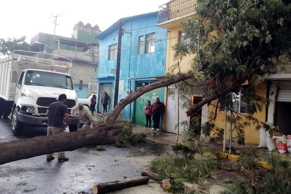 Un árbol cayó en el Desarrollo Urbano Quetzalcóatl.