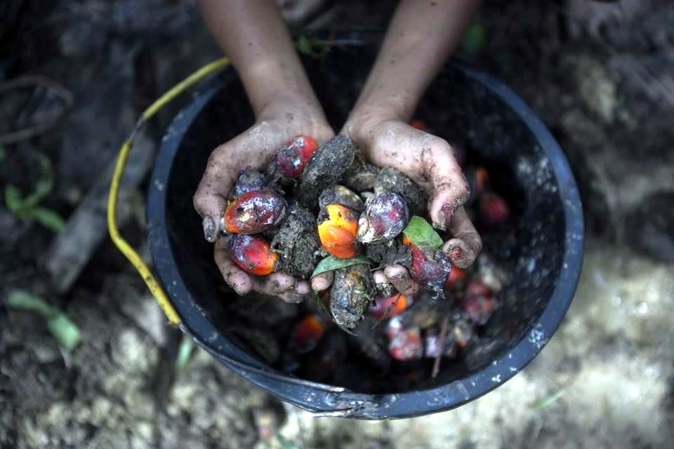 Una niña pequeña en Indonesia sotiene frutos de la palma de los que se obtiene el aceite.