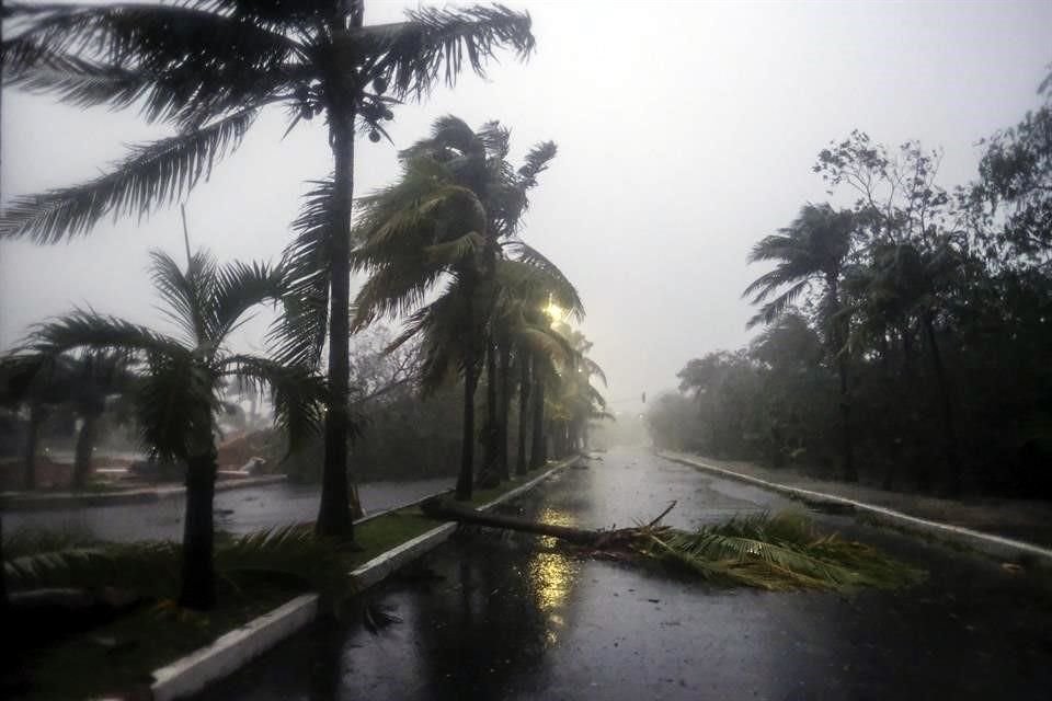 Una palmera y varios árboles cayeron por la fuerza del huracán 'Delta' en su paso por Cancún este miércoles 7 de octubre.