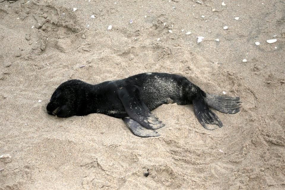 Cerca de 5 mil fetos de lobos marinos fueron encontrados en el país africano de Namibia.