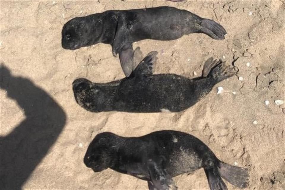 Alrededor de 5 mil fetos de lobos marinos del Cabo fueron encontrados en las costas de Namibia, África.
