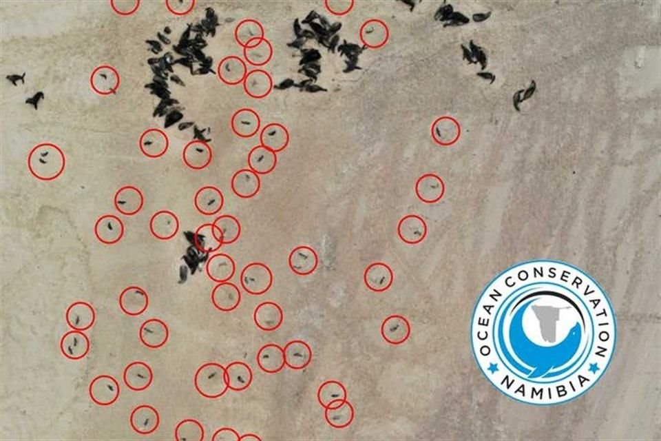 Los círculos rojos marcan a los lobos marinos muertos.
