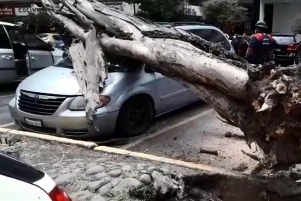 El árbol cayó sobre dos automóviles.