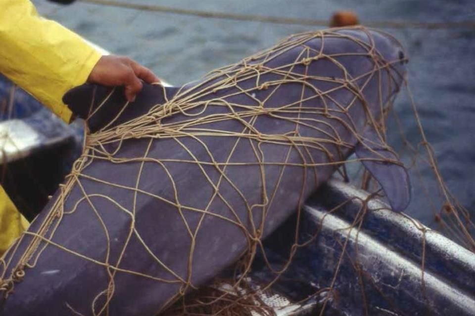 La vaquita marina es uno de los animales afectados por redes fantasma en México, señala WWF.