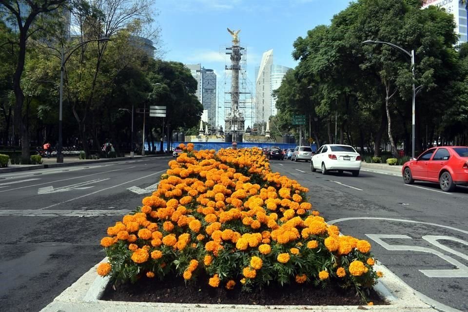 Las flores están en Bulevar de la Luz, Paseo del Pedregal, Canal de Miramontes, Calzada del Hueso, La Viga, Eje 6 Sur, Reforma y Viaducto Río Becerra.