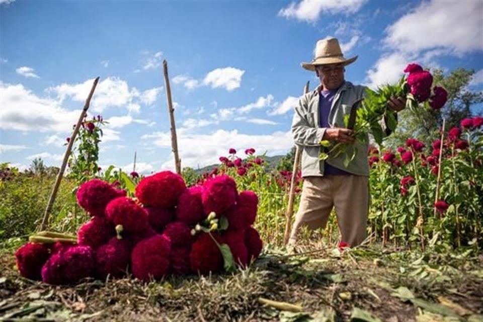 Mario López, campesino de Tixtla sembrador de flores para el Día de Muertos.