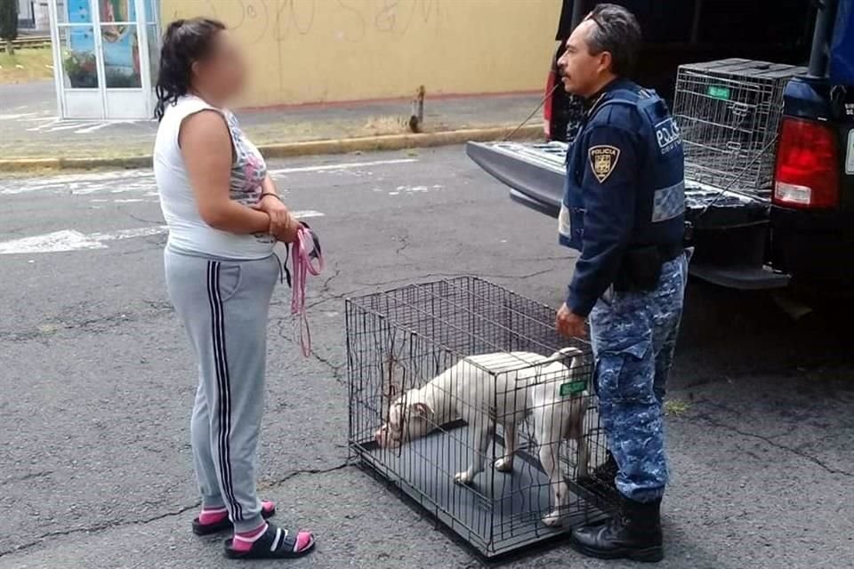 Los animales auxiliados son trasladados a la Brigada de Vigilancia Animal de la Secretaría de Seguridad Ciudadana.