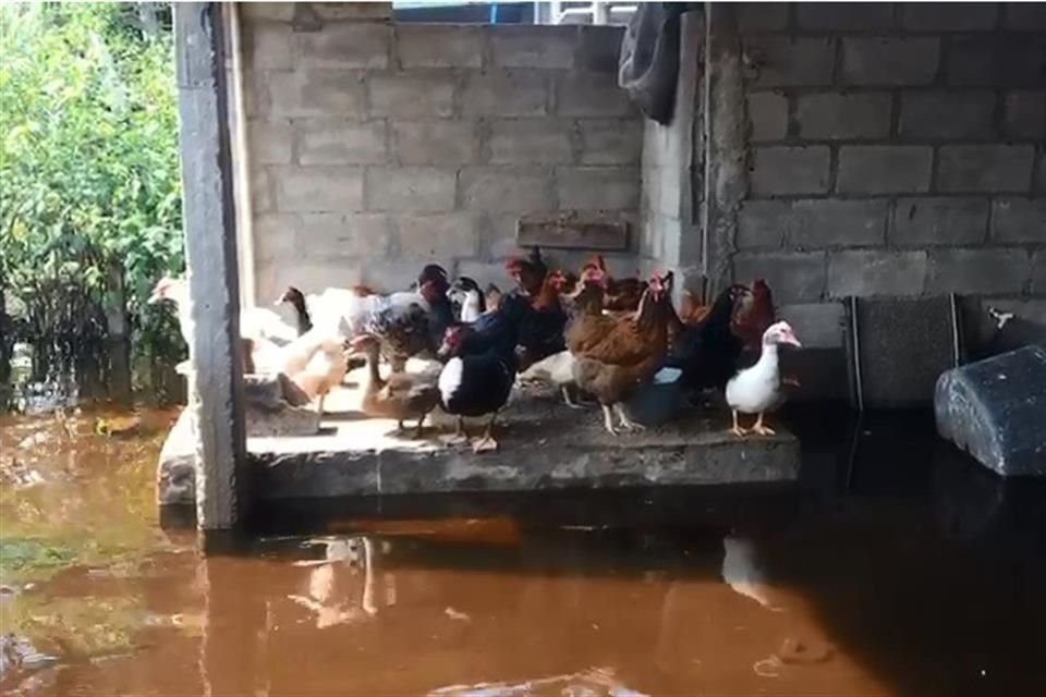 Gallinas atrapadas en un espacio reducido y sin alimento por las inundaciones en Tabasco.