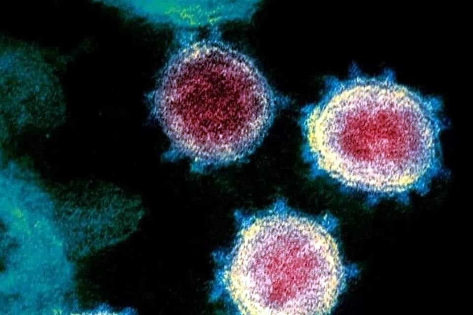 El vocero del equipo de respuesta a la pandemia de Bélgica indicó que se requería tener más información sobre la variante del virus para emitir consideraciones sobre sus características. 
