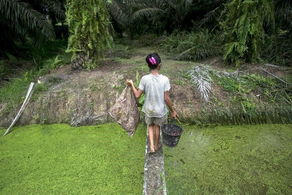 Una niña recolecta granos de palma que han caído al suelo en una plantación en Sumatra, Indonesia.