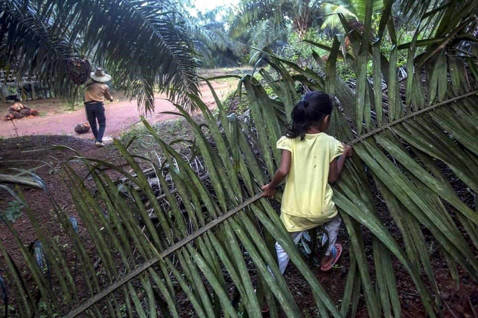 Una niña en Sabah, Malasia ayuda en los trabajos de una plante de palma.