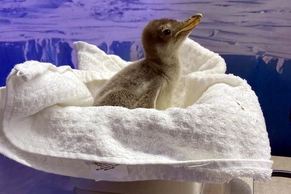 Días antes de Navidad, la CDMX atestiguó un nacimiento inédito: el de 'Ale', la primera cría de pingüino gentoo lograda en el País.