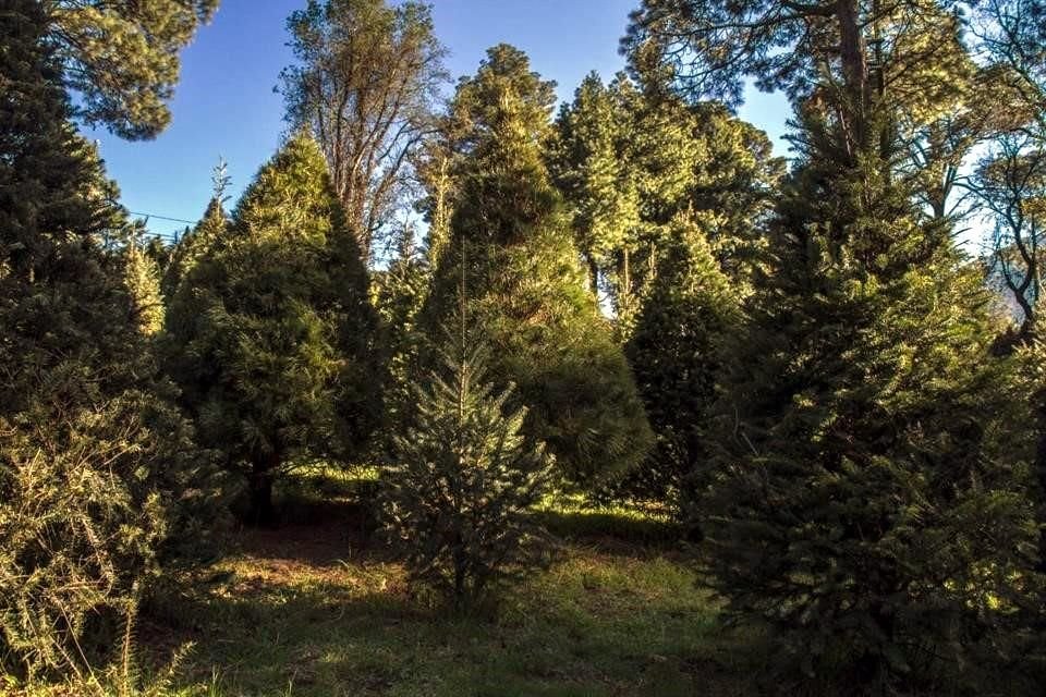 La CDMX habilitó 28 centro de acopio para recibir árboles de Navidad, que serán convertidos en composta para áreas verdes.