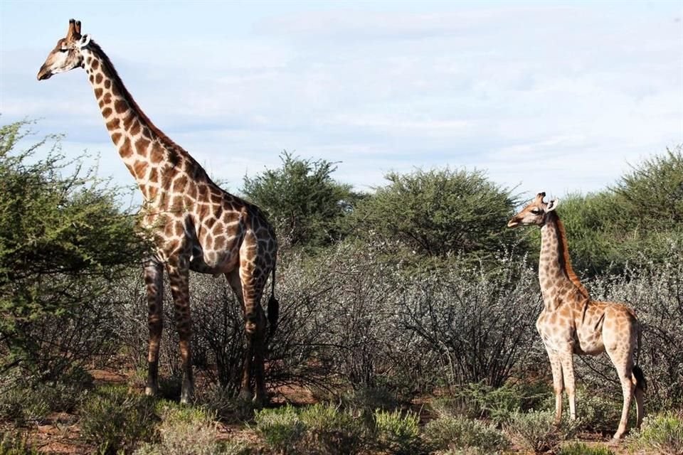 Un par de jirafas de menos de 3 metros de altura fueron encontradas en África, donde enfrentan dificultades por su pequeño tamaño.