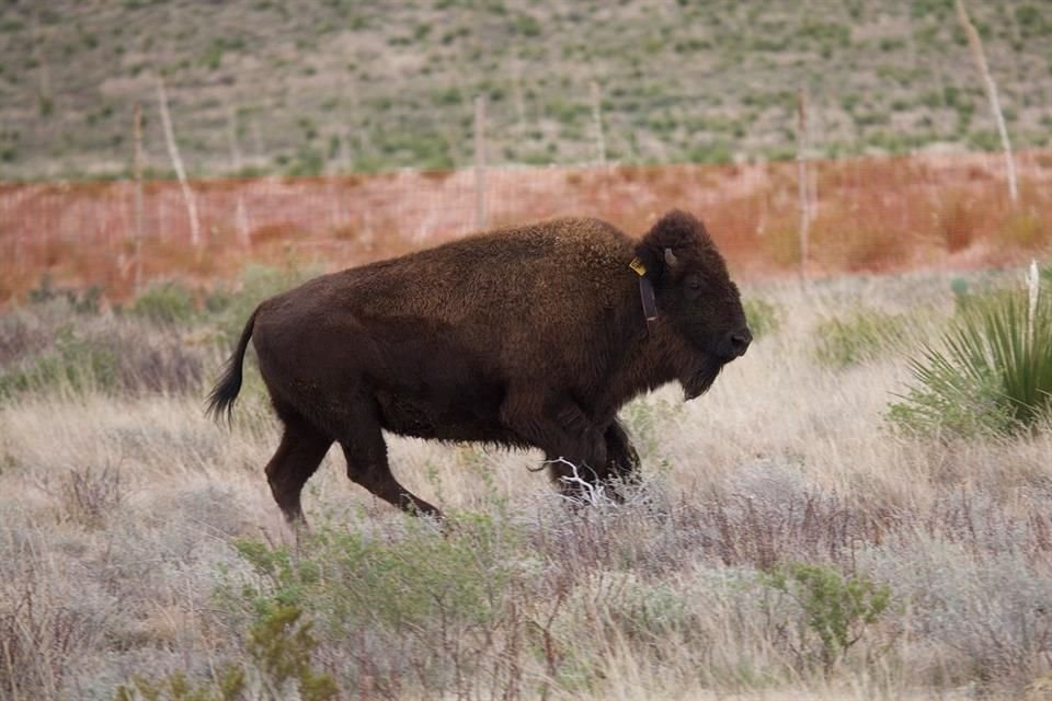 La Semarnat informó que no ha autorizado permisos de aprovechamiento cinegético del bisonte americano, por lo que es ilegal su caza.