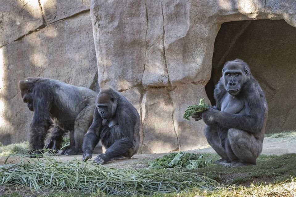 Gorilas del Zoológico de San Diego, en Estados Unidos, dieron positivo a SARS-CoV-2, el virus responsable del Covid-19.