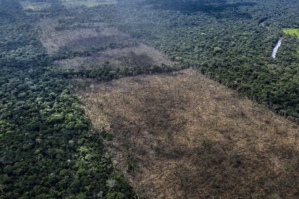 Durante los últimos 13 años, en el mundo se ha deforestado un área del tamaño de California, Estados Unidos, alerta WWF.