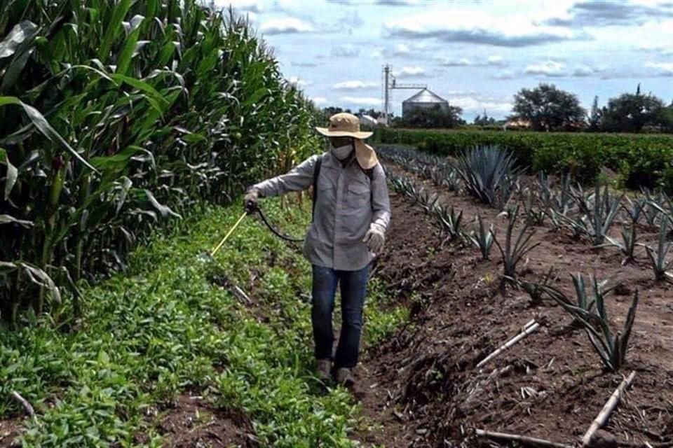 En último día de 2020, Presidente López Obrador decretó eliminación del herbicida glifosato y la prohibición del maíz transgénico.