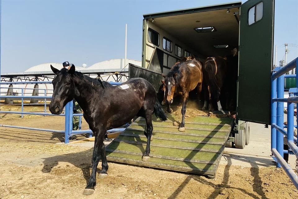 Los equinos serán cuidados con óptimas medidas de higiene y serán utilizados únicamente para hacer sueros contra Covid-19.
