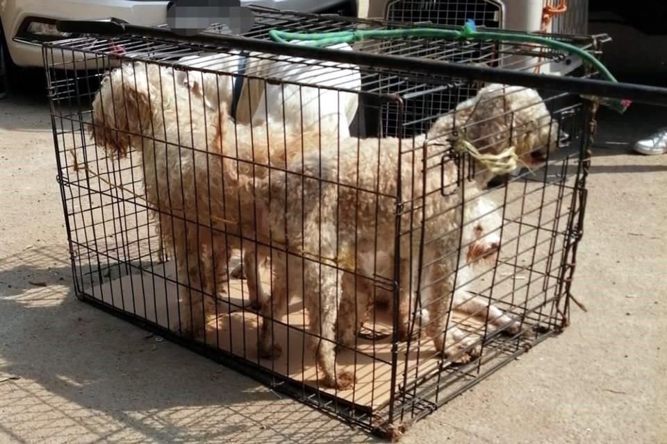 Veintiséis ejemplares caninos que vivían en condiciones insalubres en un departamento, en Iztapalapa, fueron asegurados.