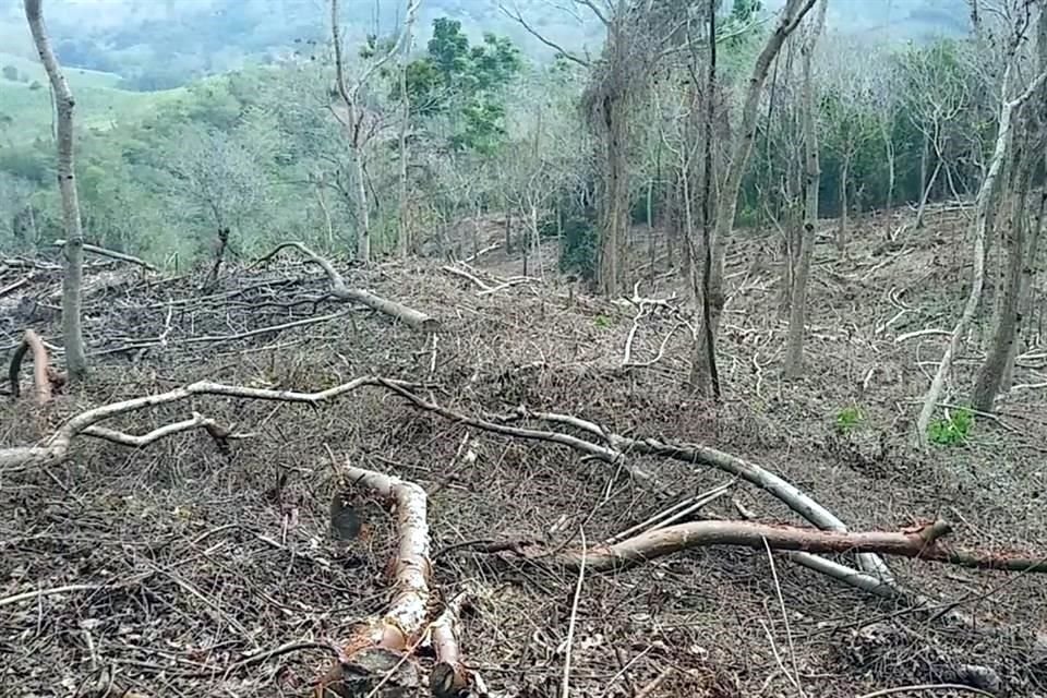 Terrenos de Veracruz están siendo deforestados intencionalmente para ingresar al Programa Sembrando Vida que impulsa el Gobierno federal, denunció la Organización Civil Calixaxan.