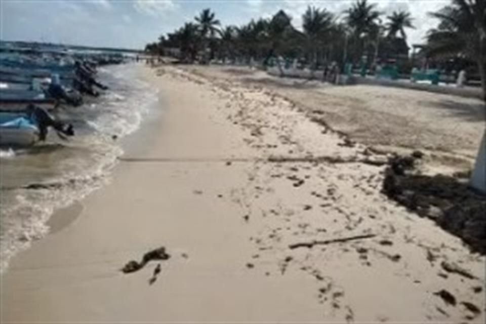 Zacate marino en playas de Quintana Roo.