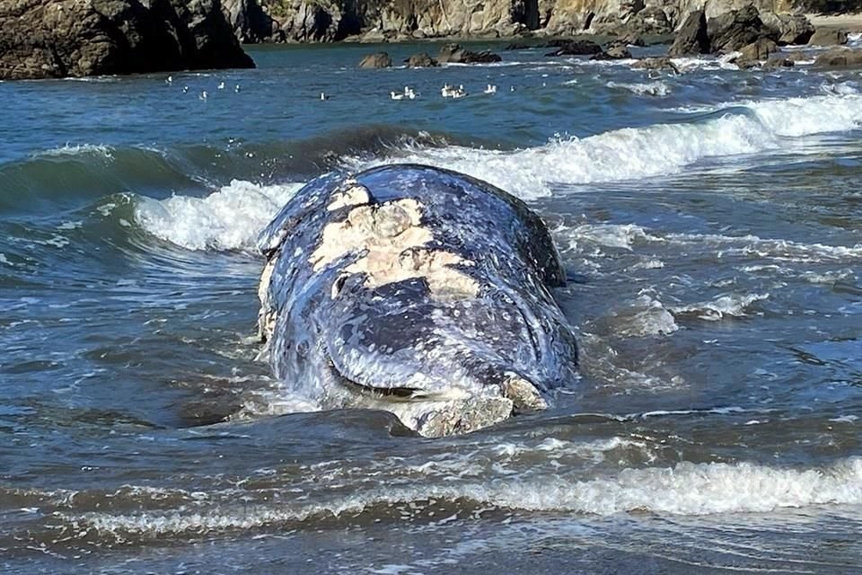 Foto del 8 de abril provista por el  Centro de Mamíferos Marinos que muestra a una ballena que se cree murió tras haber sido golpeada por un barco.