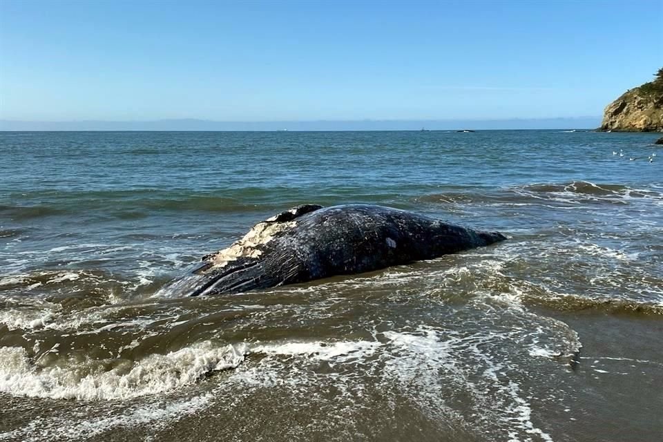 Las cuatro ballenas aparecieron muertas en las playas de San francisco en un periodo de nueve días.