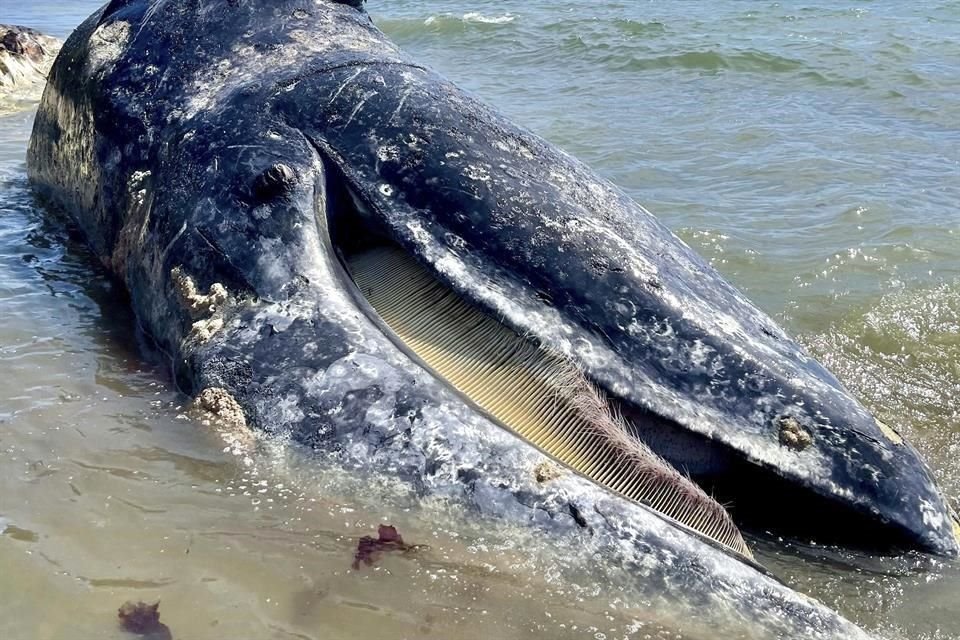 Esta foto muestra a una ballena gris macho  cerca de Berkeley Marina.
