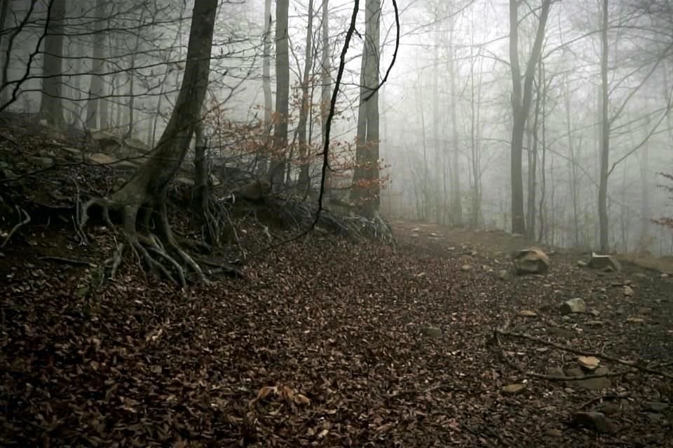 En 'A Forest', un bosque lúgubre enmaraña, a manera de metáfora, los riesgos y conflictos éticos de la inteligencia artificial.