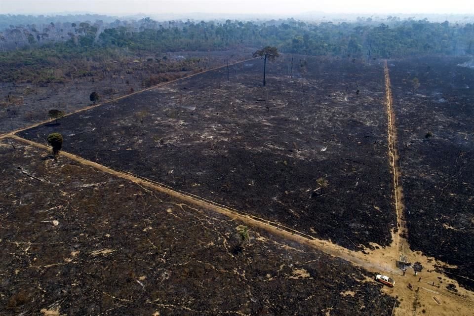 El ao pasado, la Amazona perdi ms de 170 mil hectreas de bosque.