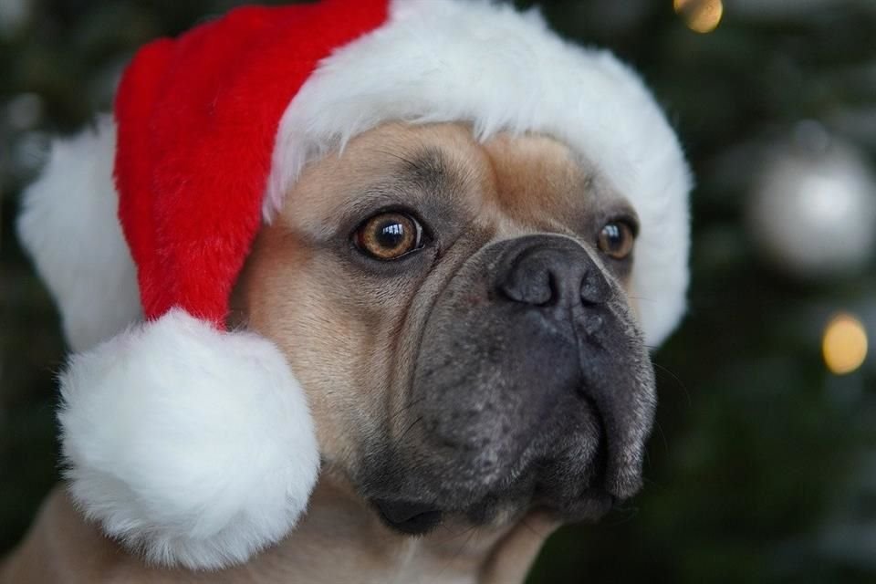 Alejar cables, adornos y Nochebuenas de las mascotas es un consejo para cuidar a perros y gatos durante las fiestas de fin de año.