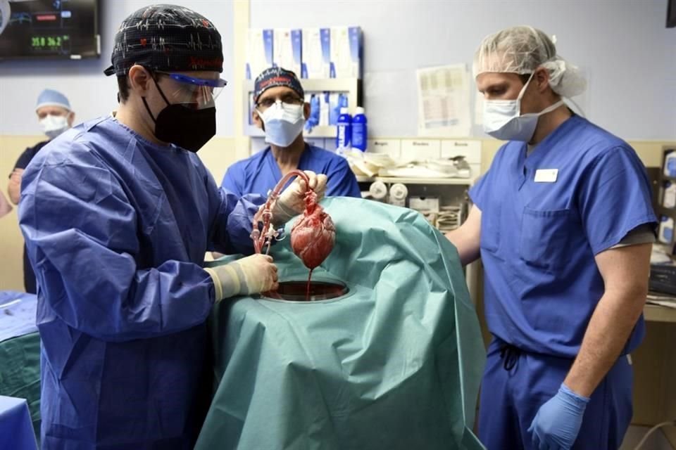 Miembros del equipo de cirujanos muestran el corazon de cerdo que fue trasplantado.