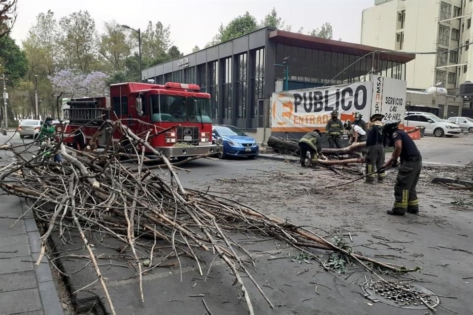 Un árbol cayó en Revillagigedo esquina Avenida Juárez, sin dejar heridos.