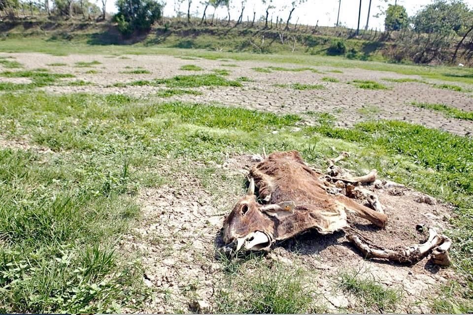 Algunos ganaderos malbaratan sus animales para evitar que mueran por falta de agua o de alimento. 