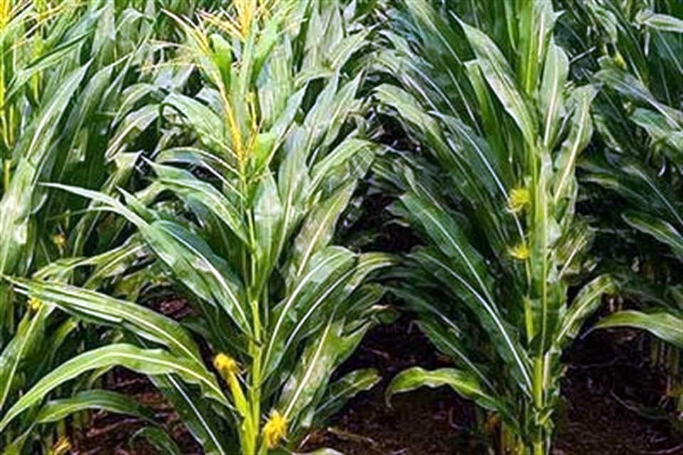 El maíz será plantado por 150 agricultores estadounidenses en una prueba comercial en el 2023.